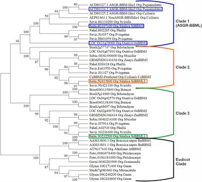 Phylogenetically Distant BABY BOOM Genes From Setaria italica Induce Parthenogenesis in Rice